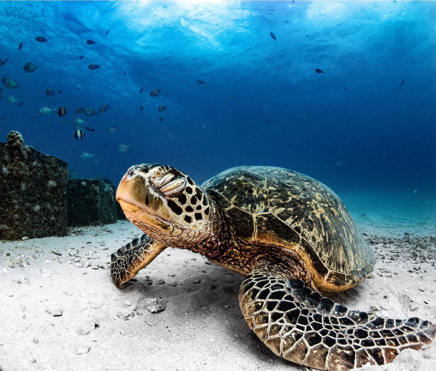 Totally Chilled Sea Turtle Photo by Christopher Byler. Sony Alpha 7R III. Sony 16-35mm f/4. 1/125-sec., f/8, ISO 100